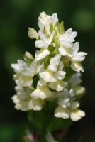 Dactylorhiza romana subsp. georgica