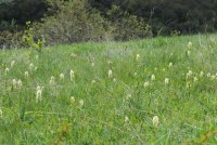 Dactylorhiza romana subsp. georgica