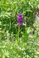 Dactylorhiza umbrosa