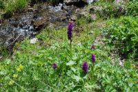 Dactylorhiza umbrosa