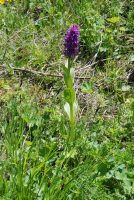 Dactylorhiza umbrosa