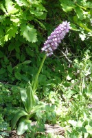 Orchis simia