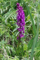 Orchis mascula subsp. longicalcarata