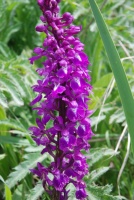 Orchis mascula subsp. longicalcarata