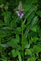 Dactylorhiza urvilleana