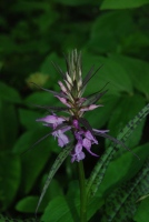 Dactylorhiza urvilleana