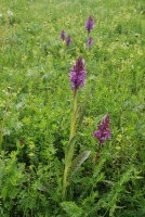 Dactylorhiza urvilleana