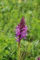 Dactylorhiza urvilleana