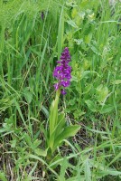 Orchis mascula subsp. longicalcarata