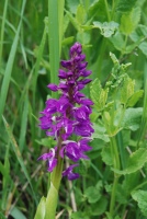 Orchis mascula subsp. longicalcarata