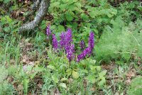 Orchis mascula subsp. longicalcarata