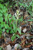 Cephalanthera damasonium