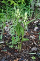 Cephalanthera damasonium