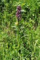 Orchis purpurea subsp. caucasica