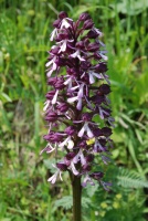 Orchis purpurea subsp. caucasica