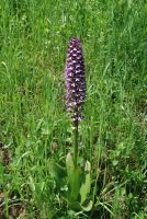 Orchis purpurea subsp. caucasica