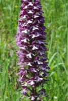 Orchis purpurea subsp. caucasica