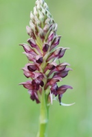 Anacamptis coriophora