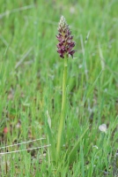 Anacamptis coriophora