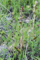 Steveniella satyrioides