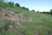 Anacamptis morio subsp. caucasica