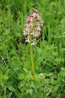 Orchis punctulata