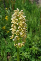 Orchis punctulata