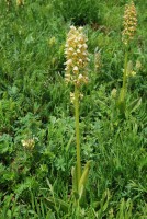 Orchis punctulata