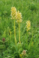 Orchis punctulata