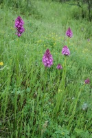 Anacamptis pyramidalis