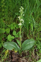 Platanthera chlorantha