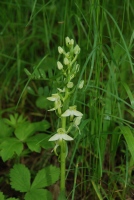 Platanthera chlorantha