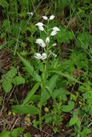 Cephalanthera longifolia