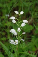 Cephalanthera longifolia