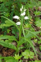 Cephalanthera longifolia