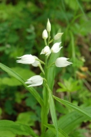 Cephalanthera longifolia