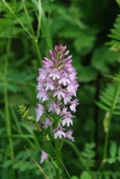 Anacamptis pyramidalis