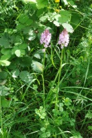 Anacamptis pyramidalis