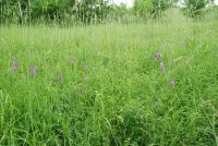 Anacamptis pyramidalis