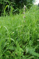 Ophrys oestrifera