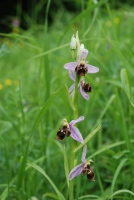 Ophrys oestrifera