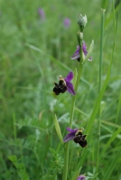 Ophrys oestrifera