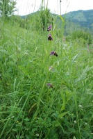 Ophrys oestrifera