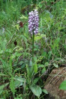 Orchis simia