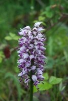 Orchis simia