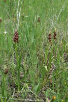 Anacamptis coriophora