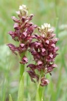 Anacamptis coriophora