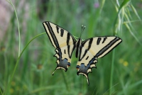 Papilio alexanor