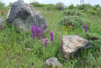 Orchis mascula subsp. longicalcarata