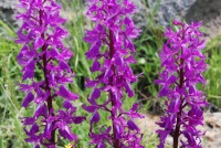 Orchis mascula subsp. longicalcarata